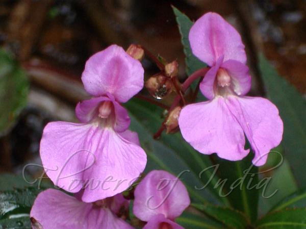 Tangachi Balsam